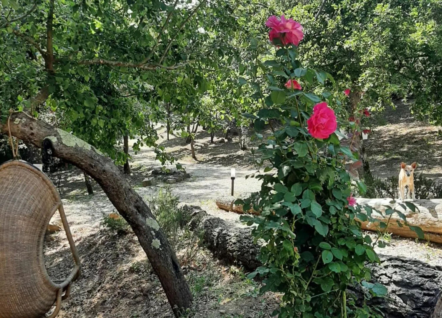 Glamping Serraiola Alta Frassine Luxury tent