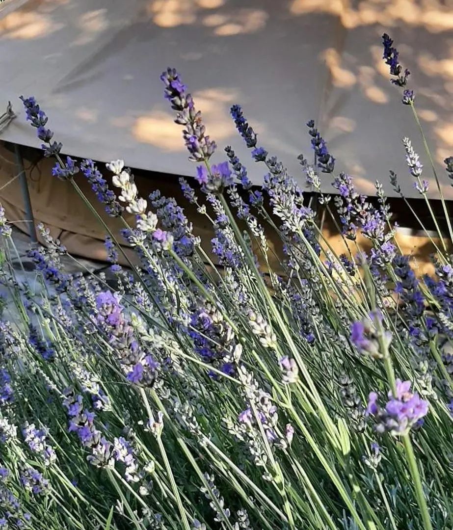 Glamping Serraiola Alta Frassine Italy